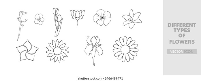 conjunto de flores contorno de Vector en blanco aislado