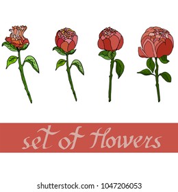 Set of flowers, vector from peones.