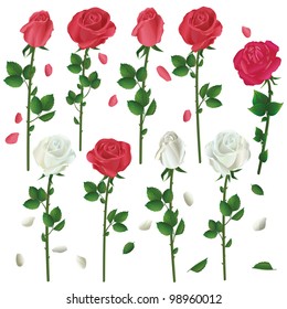 Set of flowers white and red roses isolated. Vector illustration