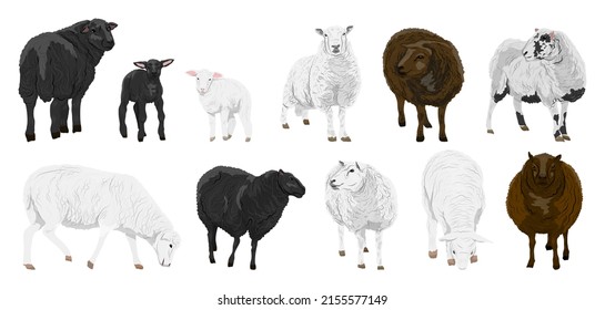 Set of fluffy sheep and lambs in different colors. Domestic farm animals. Realistic vector landscape