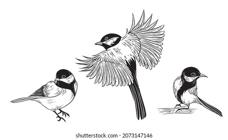 Dibujo vectorial de aves volantes