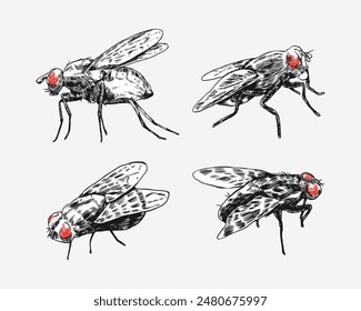 Set of fly insect sketch drawing. Isolated background. Animal, bug, pest concept. Vector illustration.