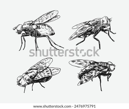 Set of fly insect sketch drawing. Isolated background. Animal, bug, pest concept. Vector illustration.