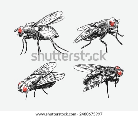 Set of fly insect sketch drawing. Isolated background. Animal, bug, pest concept. Vector illustration.