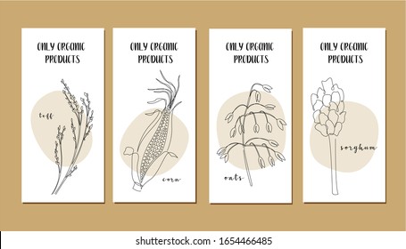 Set flyers and continuous line grain crops (teff  corn  oats  sorghum)  Vector line art  Perfect for logo  business cards  cafe menu  restaurant banners  food flyers  icon  packaging design