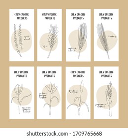 Set of flyers with continuous line grain crops (wheat, rye, barley, millet). Vector line art. Perfect for logo, business cards, cafe menu, restaurant banners, food flyers, icon, packaging design