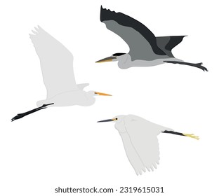 Set of Flying Ardeidae bird. Great egret (Ardea alba),Grey heron (Ardea cinerea), little egret (Egretta garzetta). Wading, aquatic, water bird. Isolated on white background. Vector illustration.