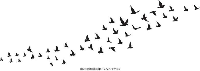Conjunto de silhuetas de aves voadoras e ilustrações de rebanhos em fundos brancos e transparentes. Inclui andorinhas, pombas e pombos em estilos minimalistas, desenhados à mão e vetoriais.