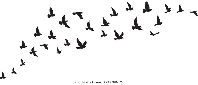 Set of flying bird silhouettes and flock illustrations on white and transparent backgrounds. Includes swallows, doves, and pigeons in minimalist, hand-drawn, and vector styles.