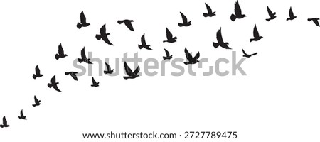 Set of flying bird silhouettes and flock illustrations on white and transparent backgrounds. Includes swallows, doves, and pigeons in minimalist, hand-drawn, and vector styles.