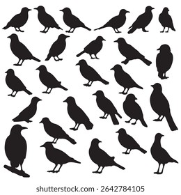 Set of Flying birds black silhouette on white background. Different birds shadow shape, isolated black animal icon set. Simple vector silhouette. Crow, stork, swallow, colibri, crane.