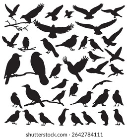 Set of Flying birds black silhouette on white background. Different birds shadow shape, isolated black animal icon set. Simple vector silhouette. Crow, stork, swallow, colibri, crane.