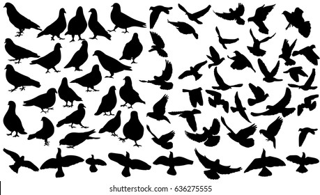  set of flying birds, collection of pigeons