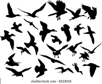 Set of  Flying Birds in Different Poses. High Detail. Vector Illustration.