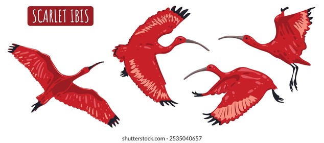 Conjunto de aves voladoras de ibis escarlata o ibis rojo. Fauna tropical de Sudamérica y parte del Caribe. Símbolo nacional de Trinidad y Tobago. Vector aislado Imagen para postal, Anuncio.