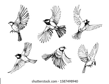 Set of flying birds. Titmouse sketch. Outrline with transparent background. Hand drawn illustration converted to vector