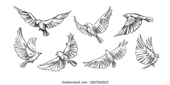 Set of flying birds. Vector outlines