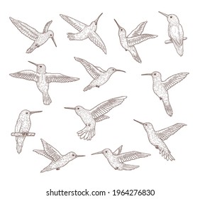 Set of flying hummingbirds. Flat vector illustration..Colibri pattern sketches in hand drawn style isolated in white background. Colombia, bird, animal, nature concept for banner design or landing