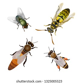 Set of flying insects: bees, fly, wasp. Vector illustration isolated on white background.