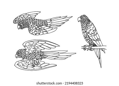 A set of flying parrots. Tropical birds. For decorative ornaments. Vector illustration with contour lines in black ink isolated on a white background in doodle and hand drawn style