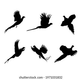 A set of flying pheasants. Vector black silhouettes of birds in different poses isolated
