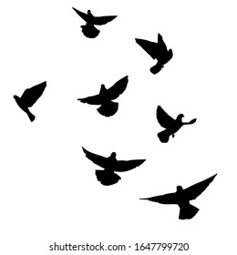 Set of flying pigeons. Silhouette of doves fly on white background. Vector illustration
