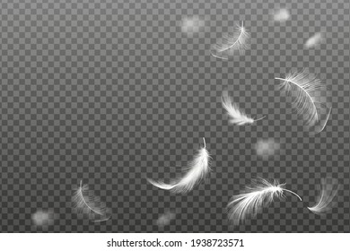 Vector Group Of Black Feather On White Royalty Free SVG, Cliparts
