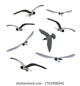 Set of flying seagulls isolated on white. Tern birds in different poses. Grey colour. Vector EPS10.