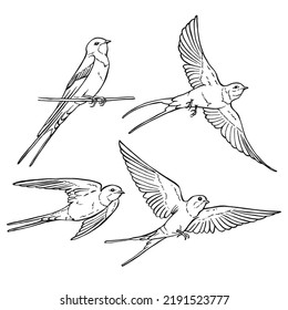 Set of flying swallow. Hand drawn illustration converted to vector.