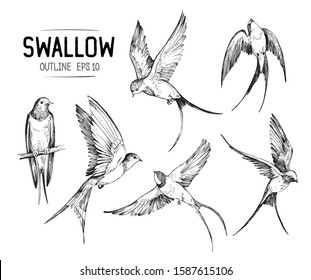 Set flying swallows  Hand drawn illustration converted to vector  Outline and transparent background