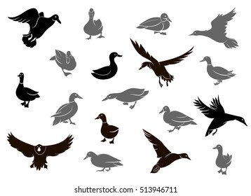 Set of flying wild ducks. Duck hunting. Duck silhouettes isolated on the white background.