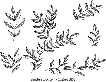 
Set of foliage in a graphic style, black and white sketch of leaves. Design elements for greeting cards, cosmetics packaging, flyers.