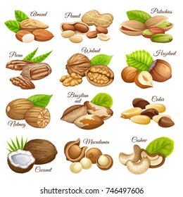 Set food grains  of cashew and brazilian nut, coconut and cedar, hazelnut and cashew, almonds and walnut, nutmeg and pecan, peanut and macadamia, pistachio.