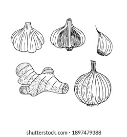 Set of food for immunity garlic, whole head, half and slice, ginger root and onion, vector illustration, sketch