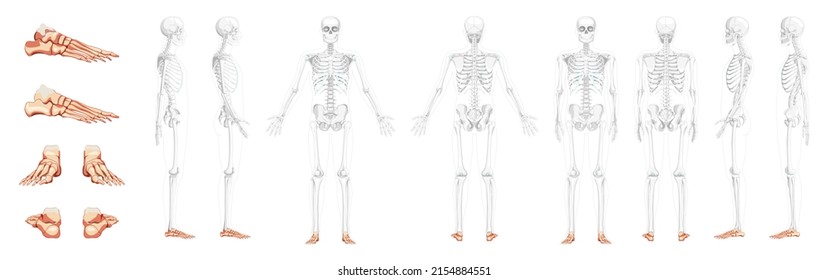 Set of Foot ankle Bones Skeleton Human front back side view with partly transparent bones position. Realistic flat natural color concept Vector illustration of anatomy isolated on white background
