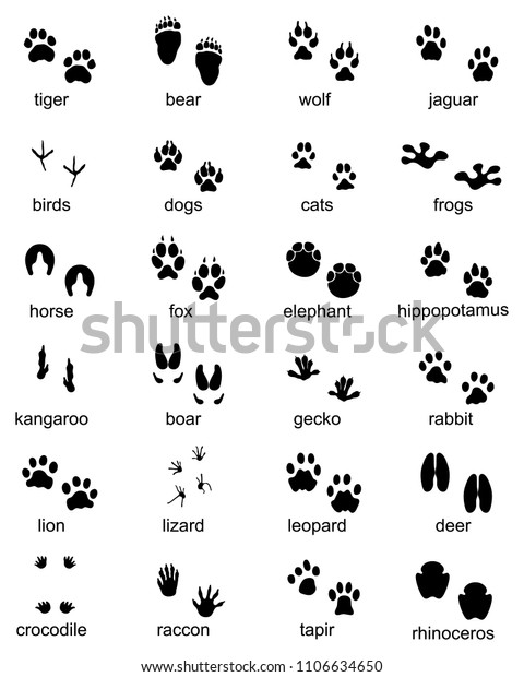 Set Footprints Wild Animals Illustration Black Stock Vector (Royalty ...