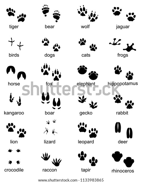 Set Footprints Wild Animals Illustration Black Stock Vector (Royalty ...