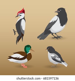Set of Forest Birds. Colorful Vector Illustration on White Background. Magpie,      Woodpecker, Drake.