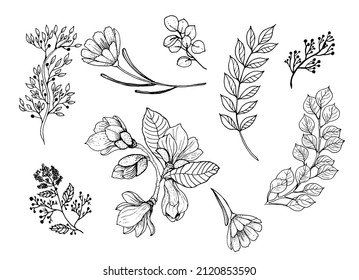 Set of forest branches, grass leaves in a linear style. Magnolia flowers. Art line. Elegant decorative beauty illustration for hand drawn floral design. Vector illustration.