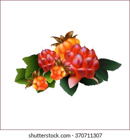 Set of forest cloudberries and stone bramble. Vector illustration.