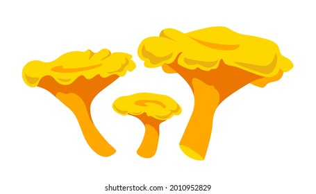 set of forest edible mushrooms,  yellow decorative chanterelles, delicious food, color vector illustration isolated on a white background in a cartoon and flat design