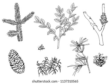 set of forest elements , a sketch of a hand-drawn vector illustration