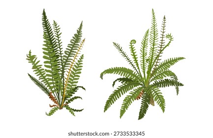 Set of forest ferns. Realistic vector plant.