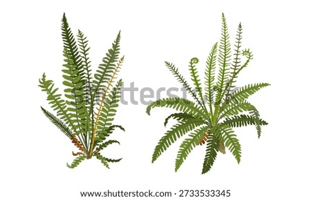 Set of forest ferns. Realistic vector plant.