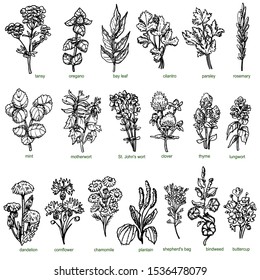 Set of forest and field medicinal herbs and greenery hand drawn in ink. Chamomile, shepherd's purse, thyme, oregano, cilantro, parsley.