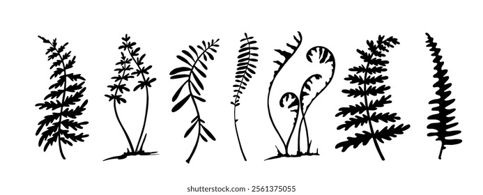Set of forest grass fern silhouettes.Vector graphics.