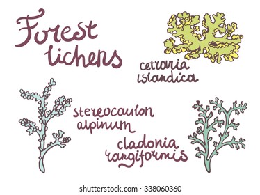 Set of forest lichens isolated illustration. Different kinds of lichen. 