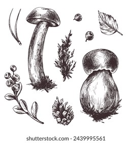 A set of forest mushrooms, boletus, and blueberries, twigs, cones, leaves. Graphic botanical illustration hand drawn in brown ink. For recipes, packaging, autumn festival, harvest. set of elements.