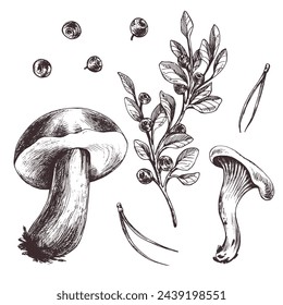 A set of forest mushrooms, boletus, chanterelles and blueberries, lingonberries, twigs, cones, leaves. Graphic botanical illustration hand drawn in brown ink. For autumn festival. set of elements.