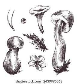 A set of forest mushrooms, boletus, chanterelles and blueberries, lingonberries, twigs, cones, leaves. Graphic botanical illustration hand drawn in brown ink. For autumn festival. set of elements.